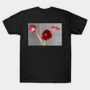 red gerber daisies T-Shirt